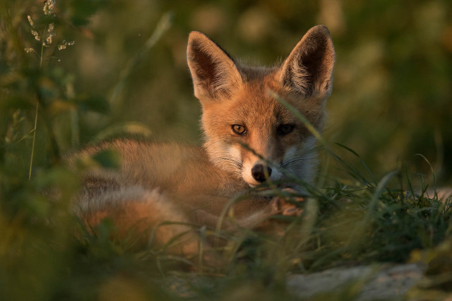Sad fox in grass outdoors #2 free wallpaper for desktop - medium preview image