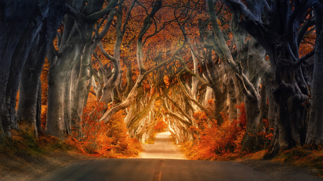Tunnel of trees autumn leaves free wallpaper for desktop - medium preview image