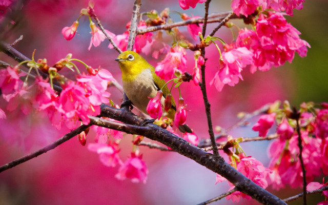 Bird branch cherryblossoms pinkflowers spring free wallpaper for desktop - medium preview image