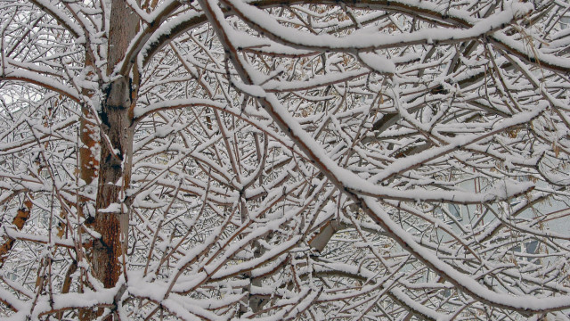 Snowy tree forest bird impressionist free wallpaper for desktop - medium preview image