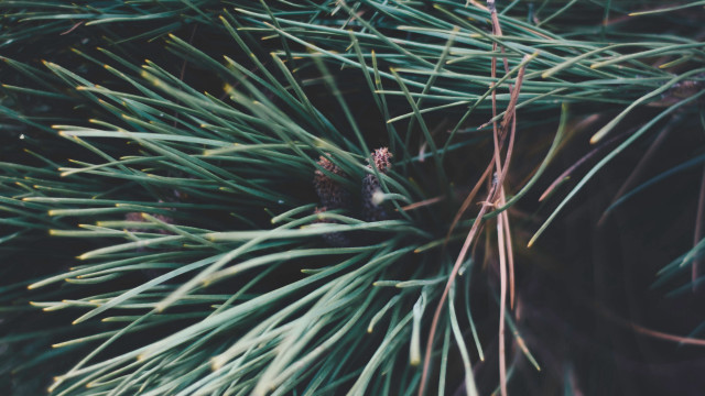 Pine tree pinecone forest bamboo free wallpaper for desktop - medium preview image