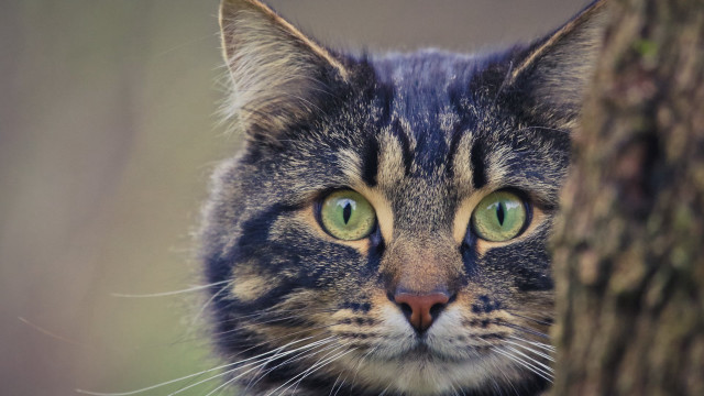 Black cat green eyes behind #2 free wallpaper for desktop - medium preview image