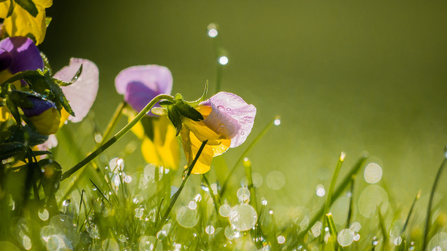 Flower field dew grass macro free wallpaper for desktop - medium preview image