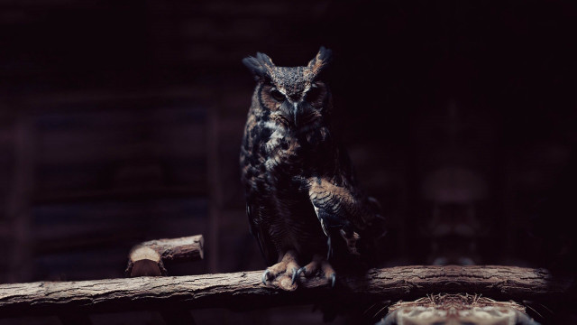 Owl branch dark room wood free wallpaper for desktop - medium preview image