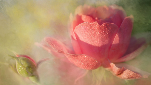 Pink flower water droplets bud free wallpaper for desktop - medium preview image