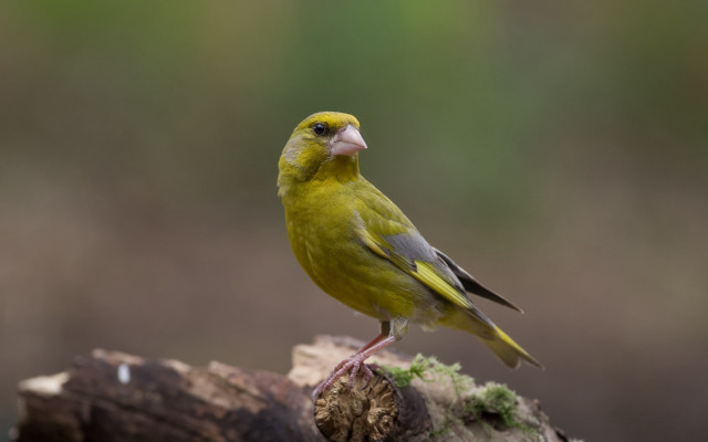 Yellow bird perched branch woods #2 free wallpaper for desktop - medium preview image