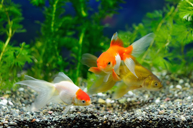 Goldfish aquarium gravel plants blurry free wallpaper for desktop - medium preview image