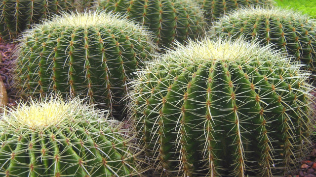 Cactus garden needles greengrass blue free wallpaper for desktop - medium preview image
