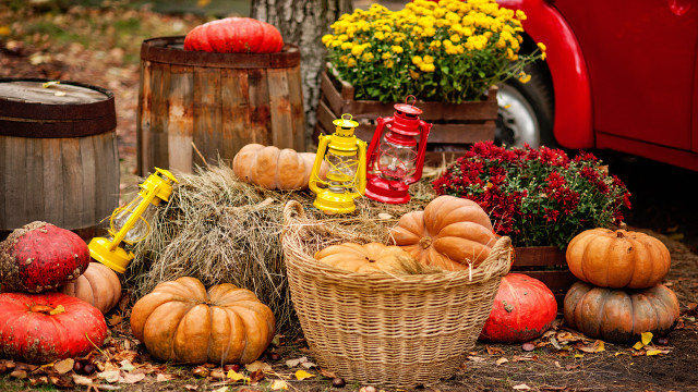 Harvest fall vibrancy pumpkins gourds free wallpaper for desktop - medium preview image