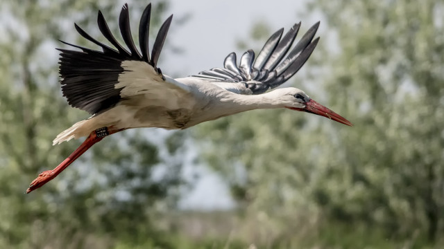 Large bird flying trees clouds free wallpaper for desktop - medium preview image