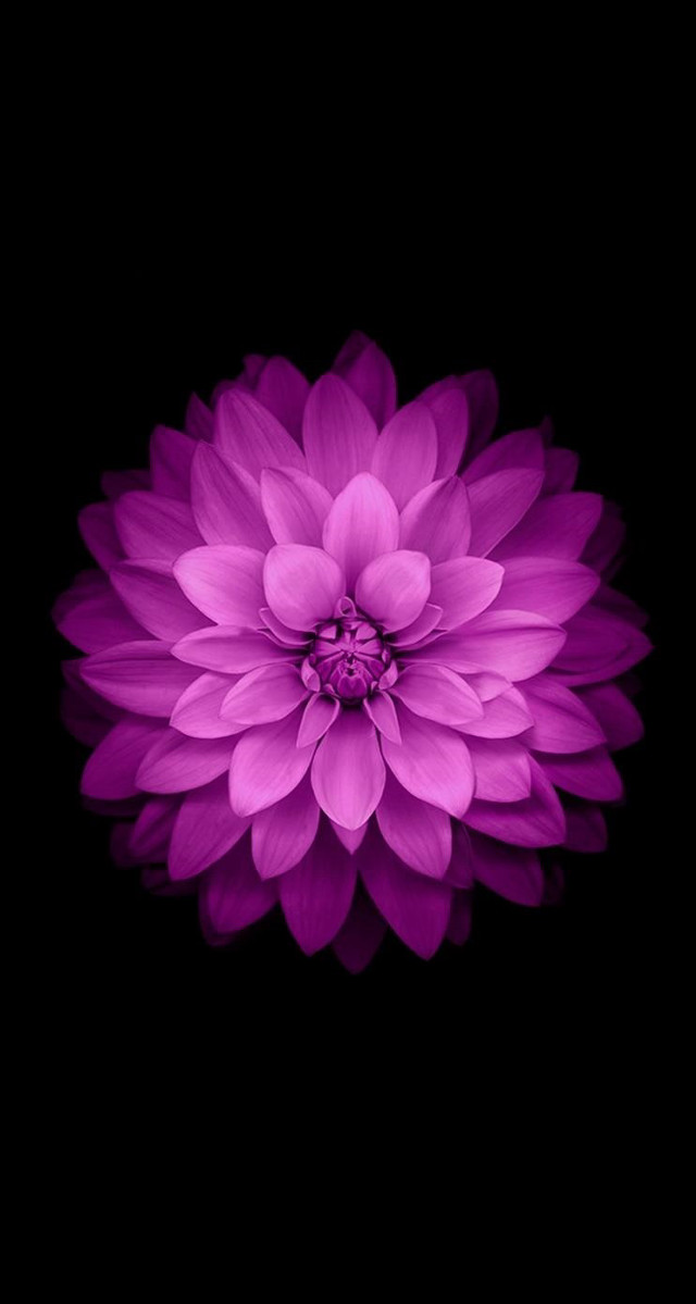 Purple flower white center black free wallpaper for mobile - medium preview image