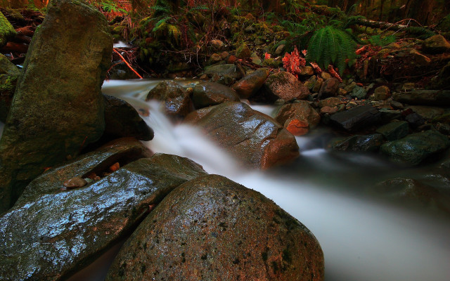 Stream water rocks forest fern free wallpaper for desktop - medium preview image