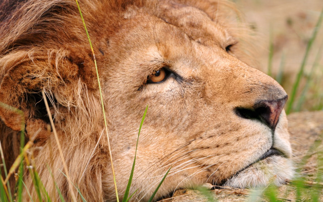 Lion closeup grass nature photography free wallpaper for desktop - medium preview image