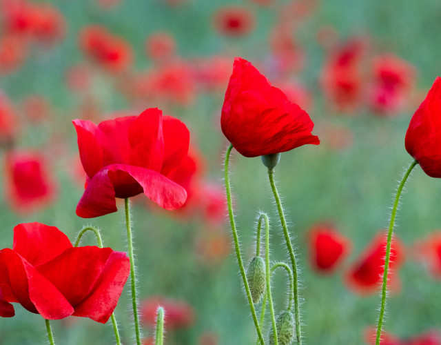 Red flowers green stems blurry free wallpaper for desktop - medium preview image