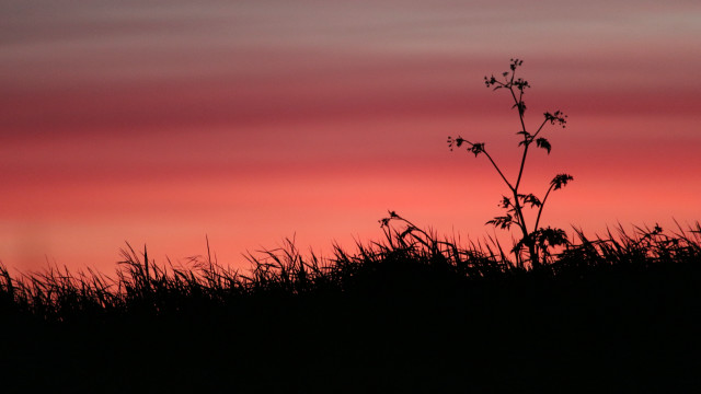 Silhouetted plant pink sky dusk free wallpaper for desktop - medium preview image