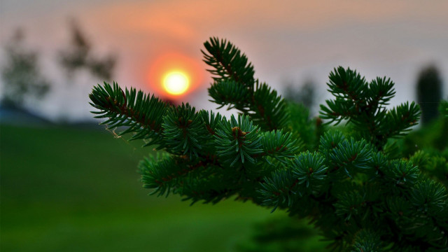 Pine sunset branch nature blurry free wallpaper for desktop - medium preview image