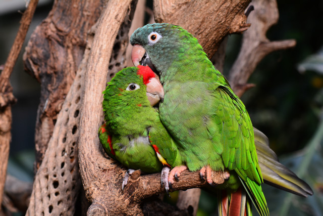 Green parrots biting beak artist free wallpaper for desktop - medium preview image