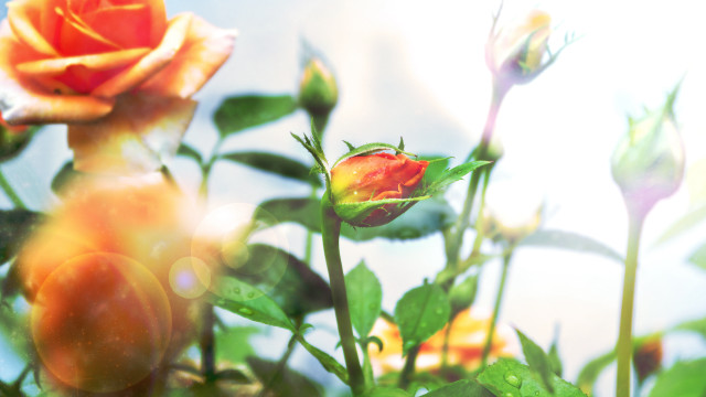 Water droplets roses bokeh tropical free wallpaper for desktop - medium preview image