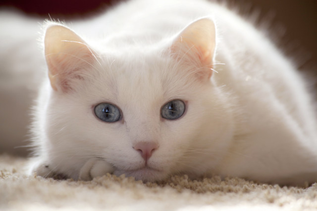 White kitten blue eyes curious #8 free wallpaper for desktop - medium preview image