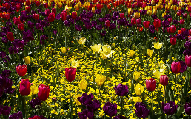Flower field vivid colors purple free wallpaper for desktop - medium preview image