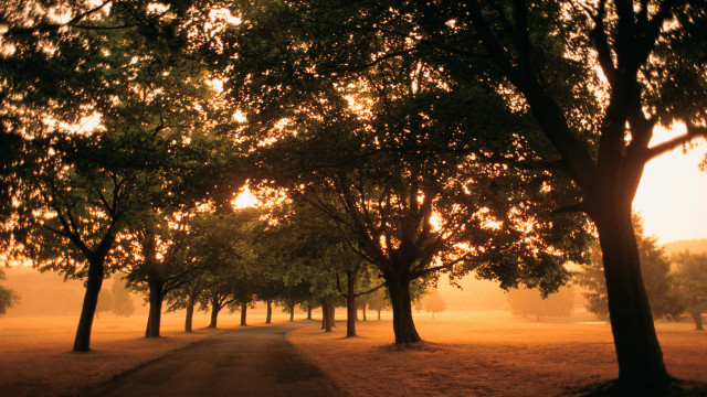 Dirt road trees sunset autumn free wallpaper for desktop - medium preview image