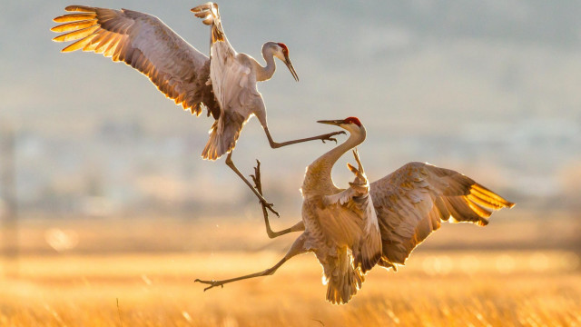 Birds tallgrass wings spread sunset free wallpaper for desktop - medium preview image