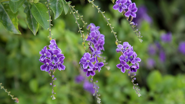 Purple flowers water droplets bokeh #3 free wallpaper for desktop - medium preview image