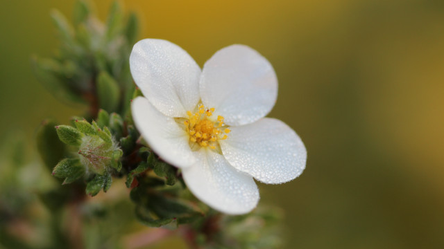 White flower yellow center water free wallpaper for desktop - medium preview image