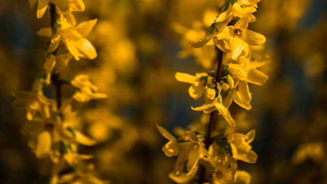 Yellow flower closeup blurry background free wallpaper for desktop - medium preview image