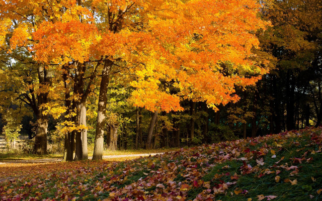 Autumn park bench trees burning free wallpaper for desktop - medium preview image