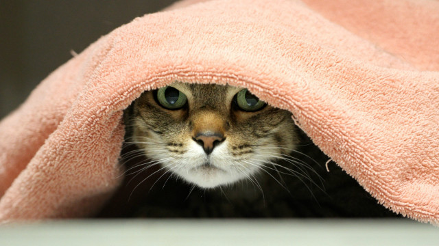 Cat peeking pink blanket black free wallpaper for desktop - medium preview image