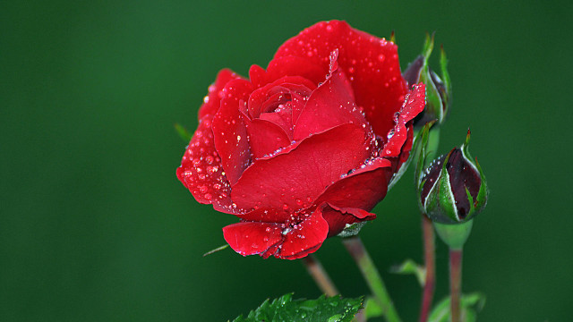 Red rose water droplets macro #17 free wallpaper for desktop - medium preview image