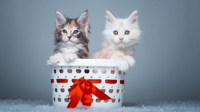Kittens basket red bow cat free wallpaper for desktop - medium preview image