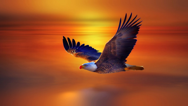Bird flying sunset reflection feathers free wallpaper for desktop - medium preview image