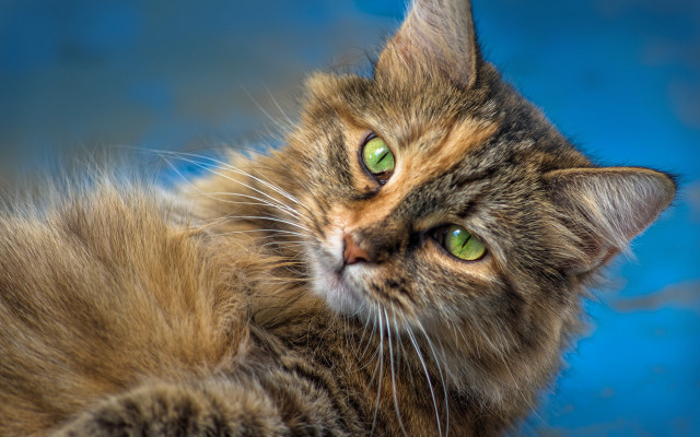 Black cat green eyes lying free wallpaper for desktop - medium preview image