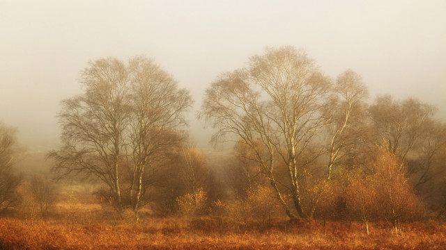 Foggy autumn forest impressionist moodysky free wallpaper for desktop - medium preview image