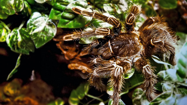 Spider plant leaves bokeh macro free wallpaper for desktop - medium preview image