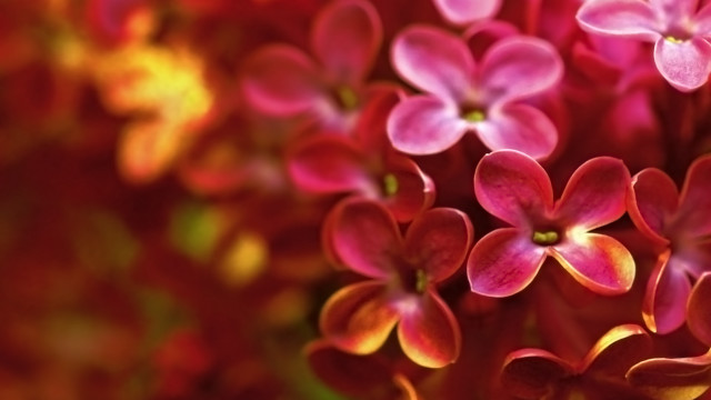 Flowers grass bokeh macro blurry #2 free wallpaper for desktop - medium preview image