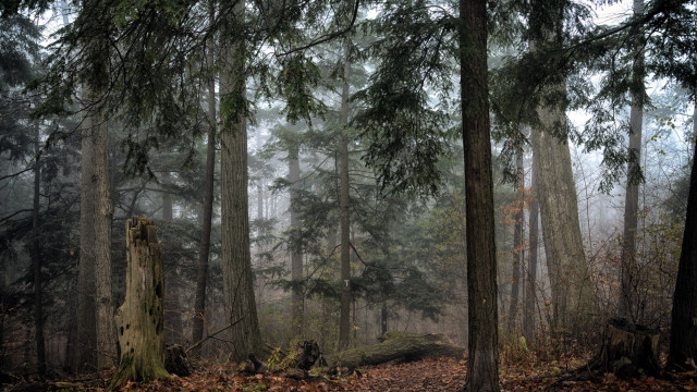 Forest fog autumn baretrees sunlight free wallpaper for desktop - medium preview image