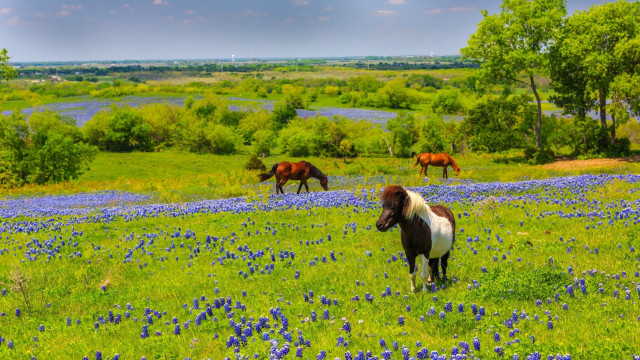 Horses grazing blue flower field free wallpaper for desktop - medium preview image