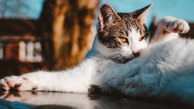 Cat laying back table outside free wallpaper for desktop - medium preview image