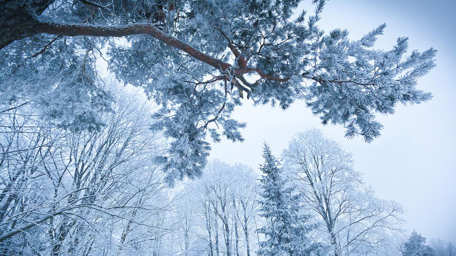 Snowy forest bench under tree free wallpaper for desktop - medium preview image