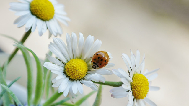 Ladybug white flower green plant free wallpaper for desktop - medium preview image