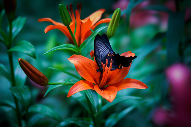 Butterfly flower garden vivid macro free wallpaper for desktop - medium preview image