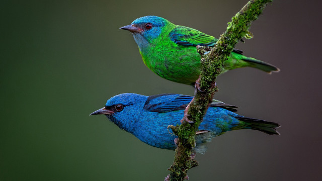 Two birds perched branch jigsaw free wallpaper for desktop - medium preview image