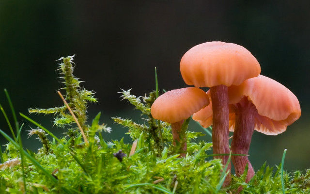 Mushrooms mossy forest nature closeup free wallpaper for desktop - medium preview image