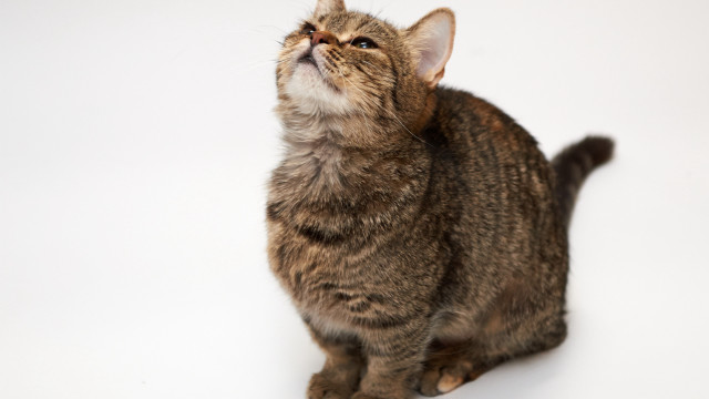 Cat looking up mouth open free wallpaper for desktop - medium preview image