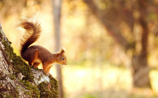 Squirrel woodland curious autumn blurry free wallpaper for desktop - medium preview image