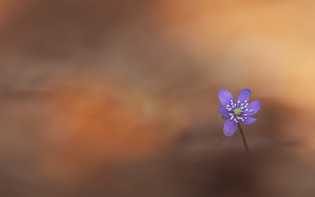 Purple flower blurry background white free wallpaper for desktop - medium preview image