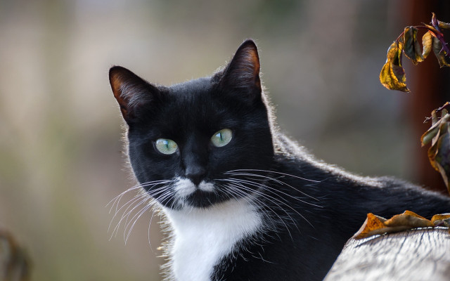 Black white cat mustache blue free wallpaper for desktop - medium preview image